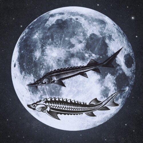 moon-7674557_1280-1-1-1